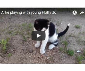 Artie playing with young Fluffy Jo (video)