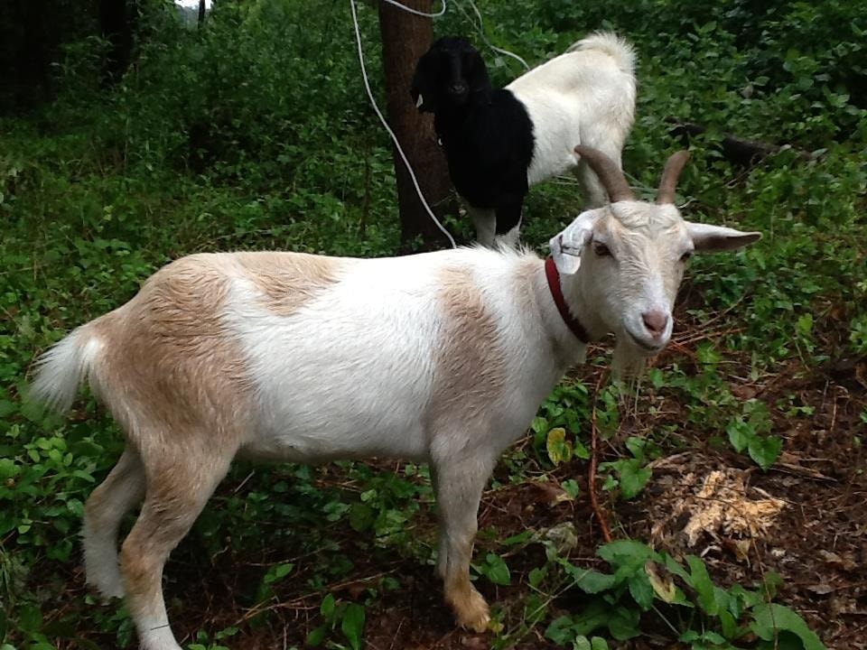 Connie's goats, Penny and Lilly