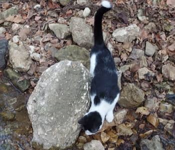 Fluffy Jo drinks from the creek