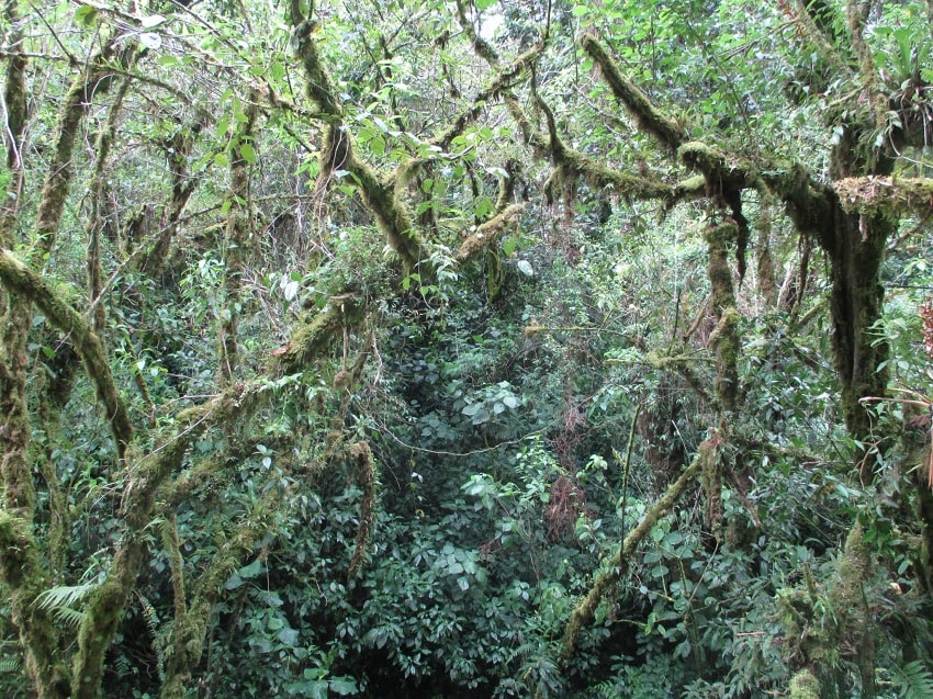 Photo from our hike up the Quetzal Trail