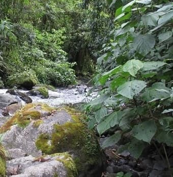 Quetzal Trail photo 12