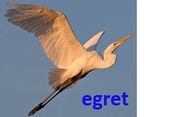 egret