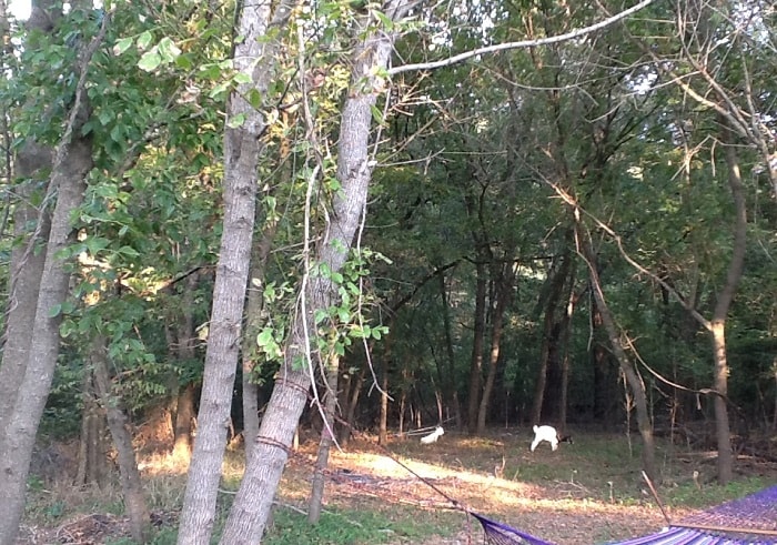 Forest scene with goats