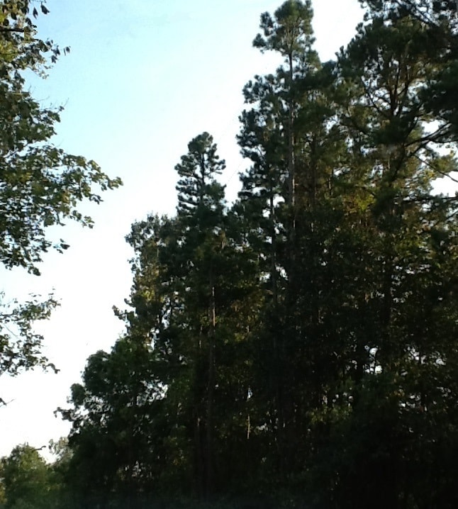 Tall trees on our farm in Oklahoma